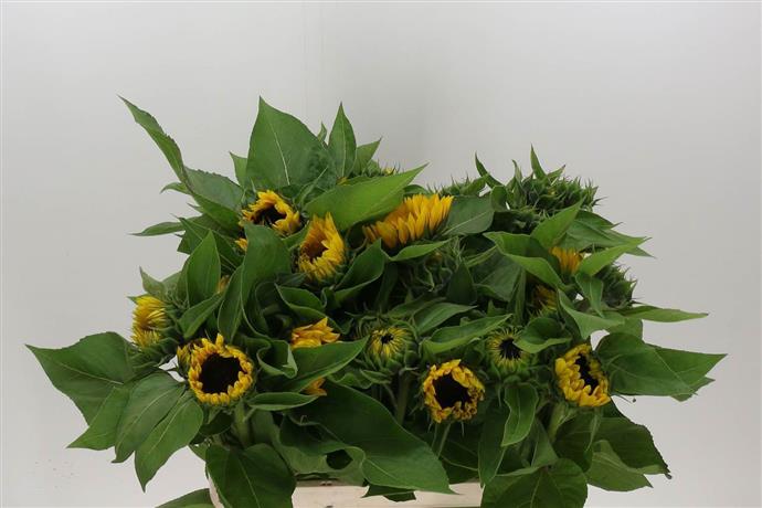 Helianthus (Sunflowers)