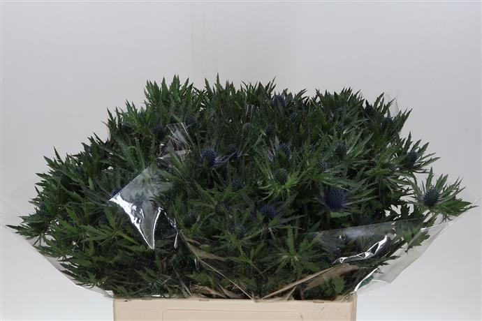 Eryngium (Thistle) - Blue