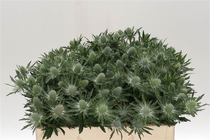 Eryngium (Thistle) - White/Green
