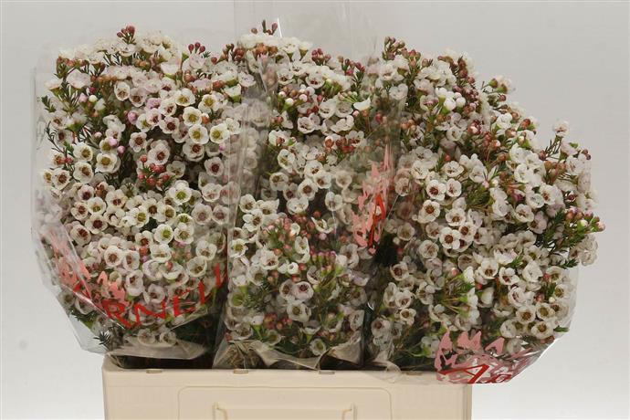 Chamelaucium (Waxflower) - White
