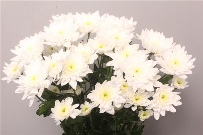 Chrysanthemum Spray - Bonita - White