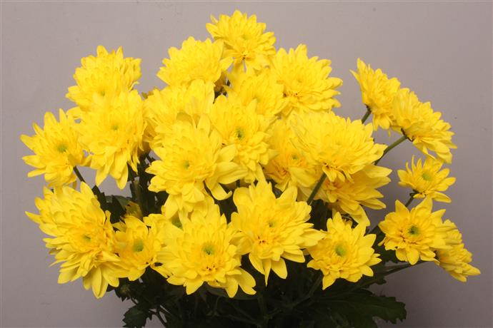 Chrysanthemum Spray - Euro - Yellow