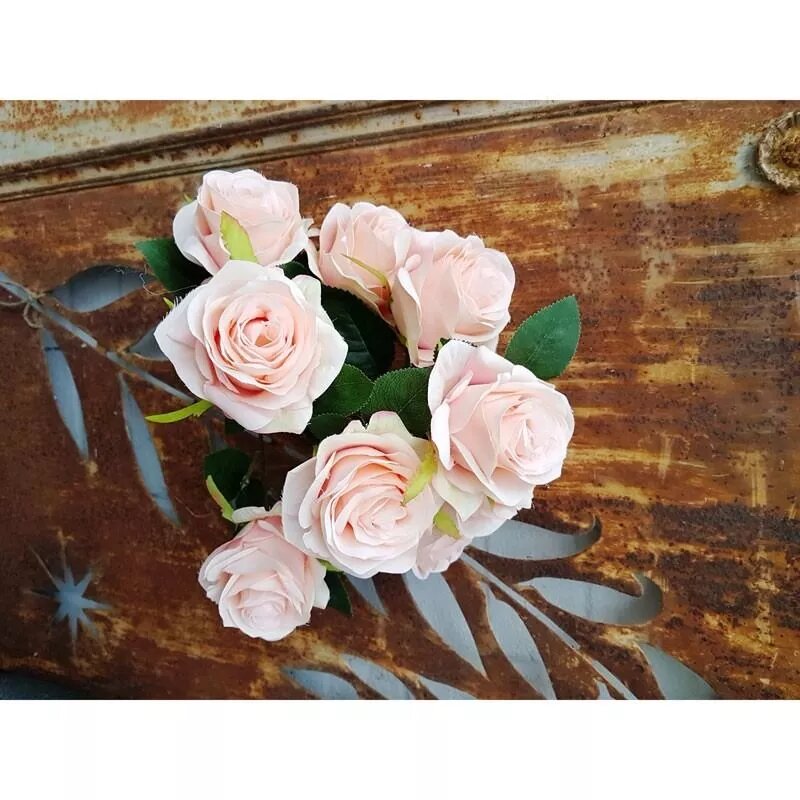 Antique Rose Bush x 9 Peach (12/96)