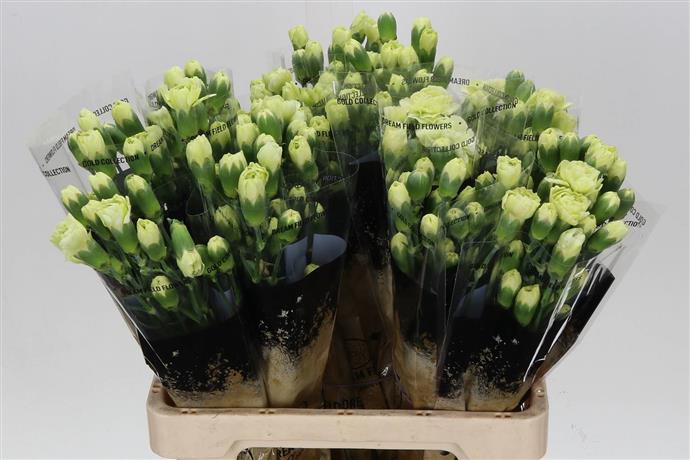 Spray Carnations (Dianthus) - Green