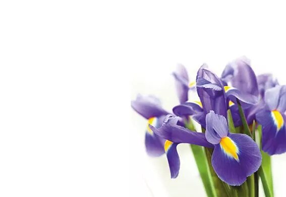 Greeting Card - Purple Iris