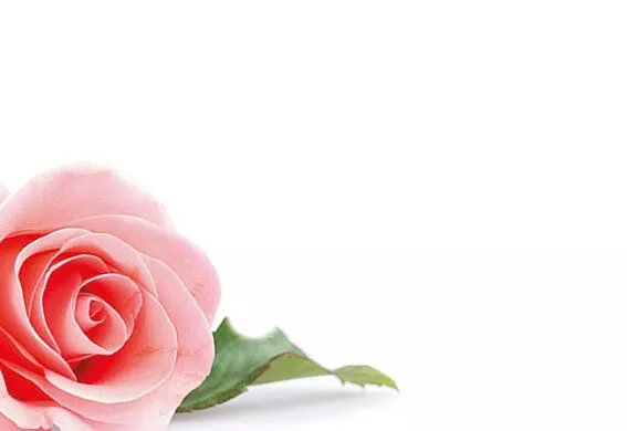 Greeting Card - Pink Rose