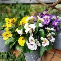 Artificial - Pansy Bush