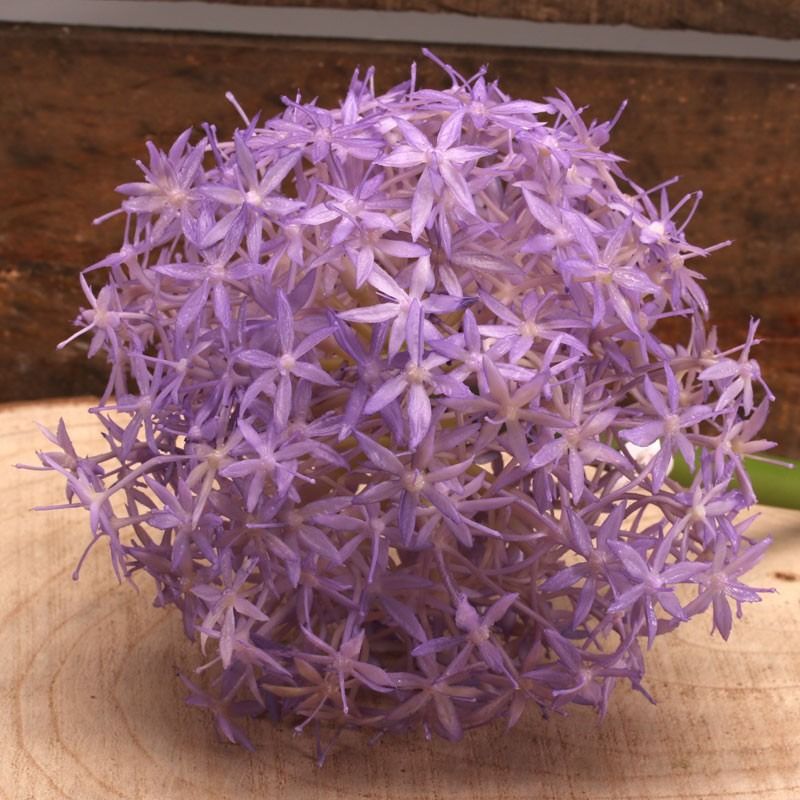 Artificial - Allium - Lavender