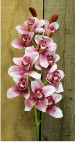 Artificial - Cymbidium Orchid - Pink