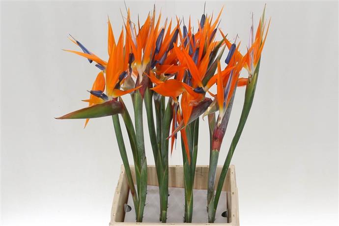 Strelitzia